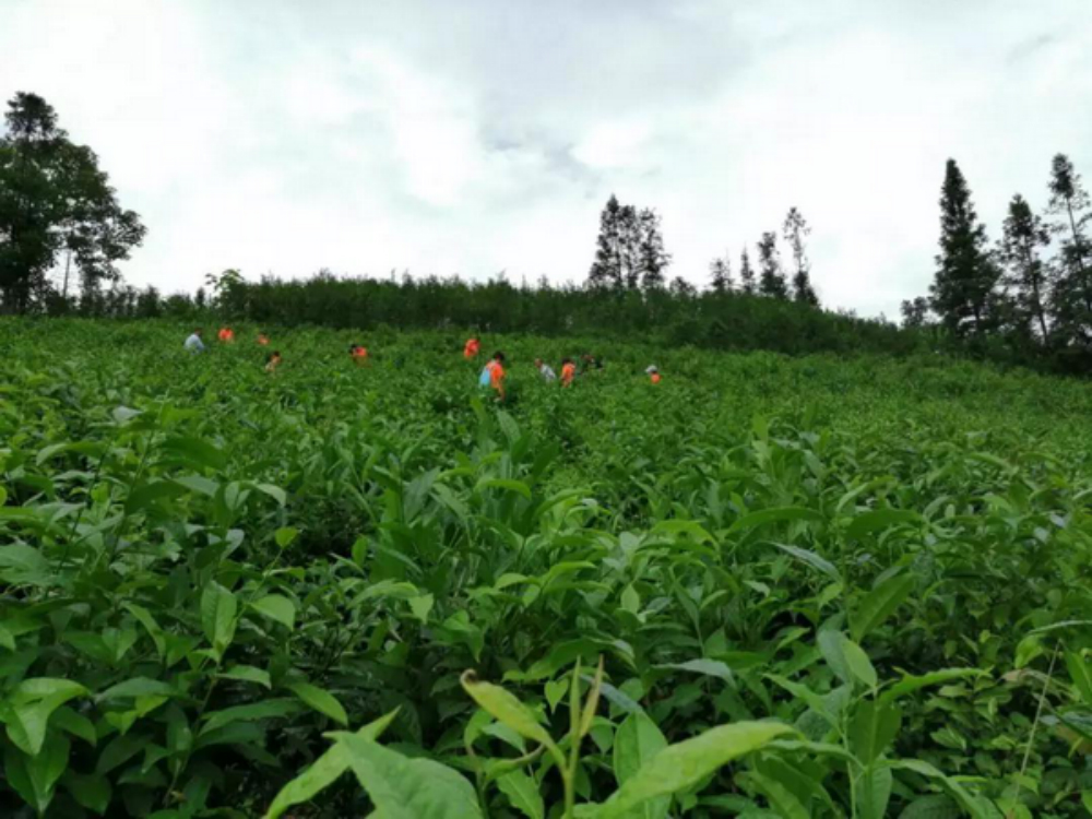 1578039197703641.jpg 金輝集團(tuán)公益項(xiàng)目